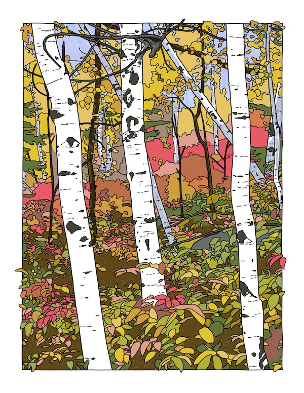 Aspen fall scene