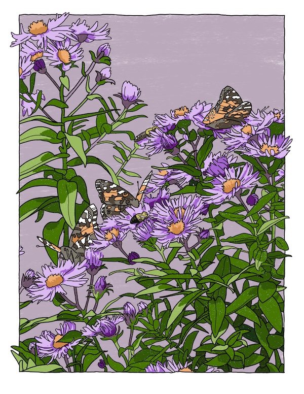 Aster with butterflies and bees