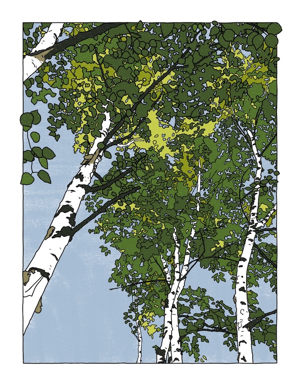 birch trees in summer