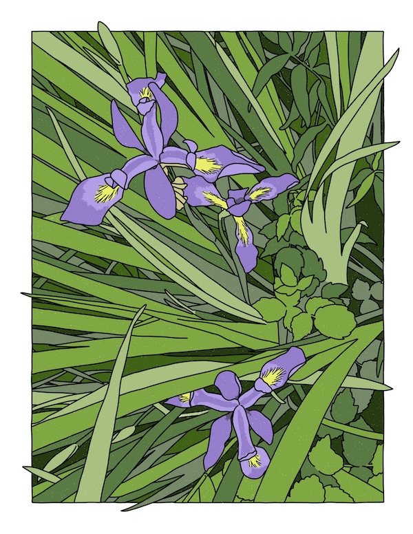 blue flag iris