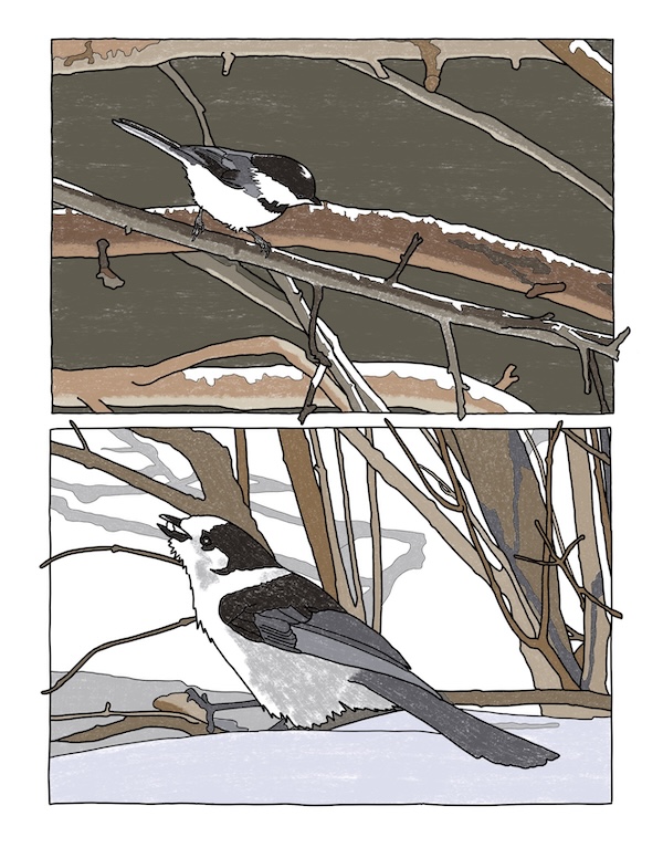 chickadee and Canada jay