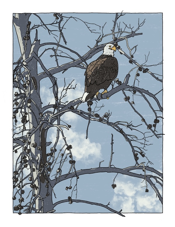 bald eagle sitting in a dead tree