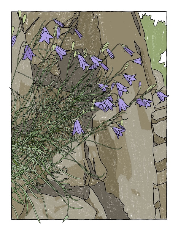 harebell