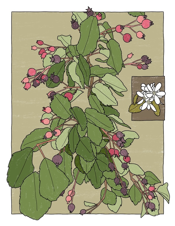 Saskatoon berries and flowers