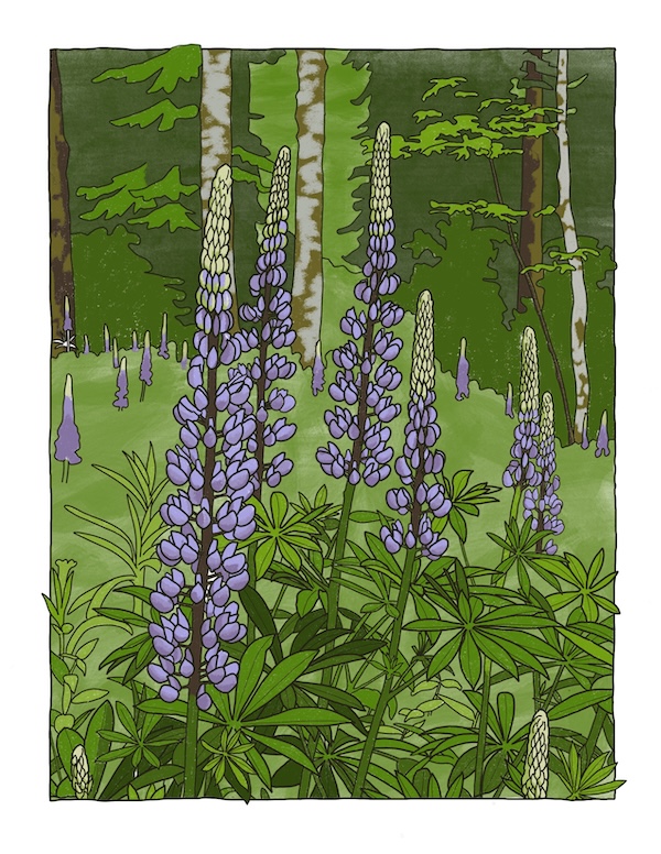 lupine