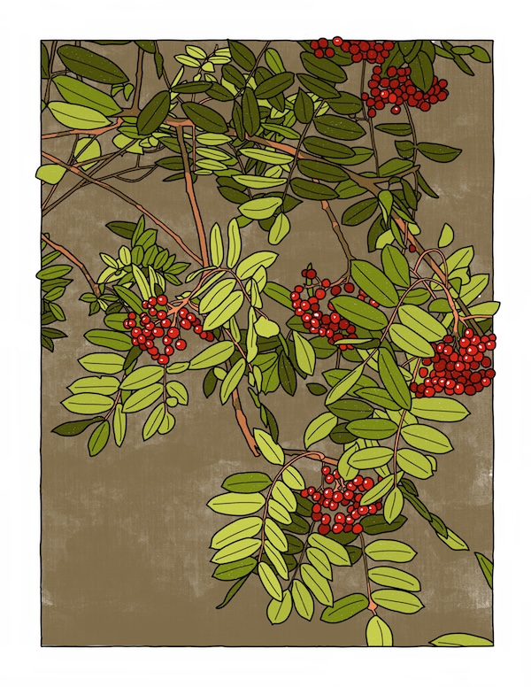 mountain ash berries and leaves