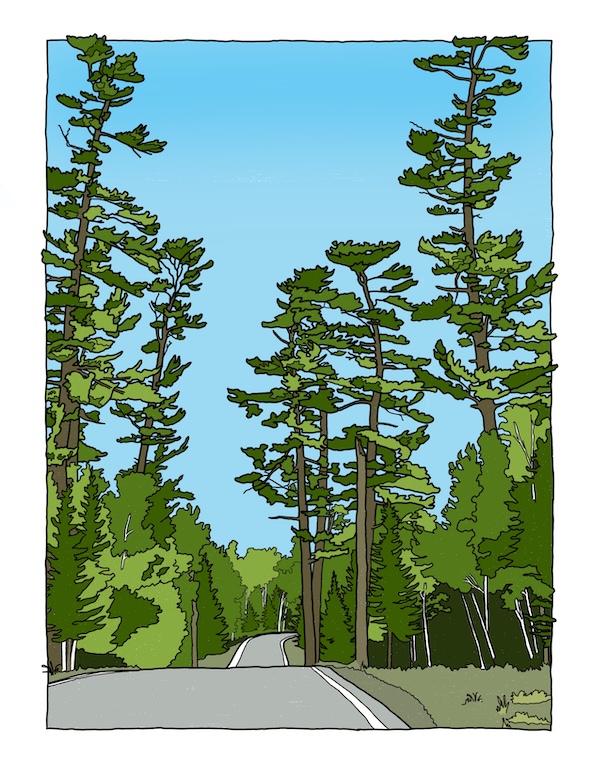 The Big Pines on the Gunflint Trail