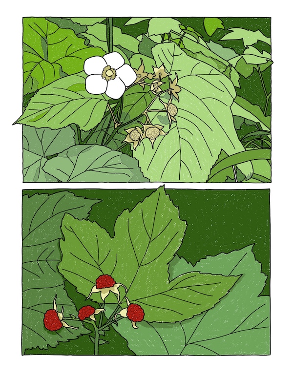 thimbleberry flower and berries