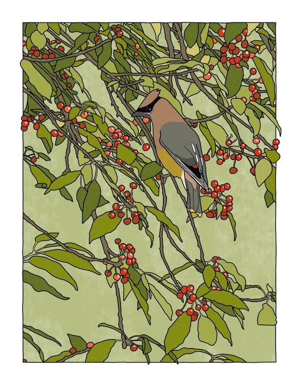 cedar waxwing and pincherries