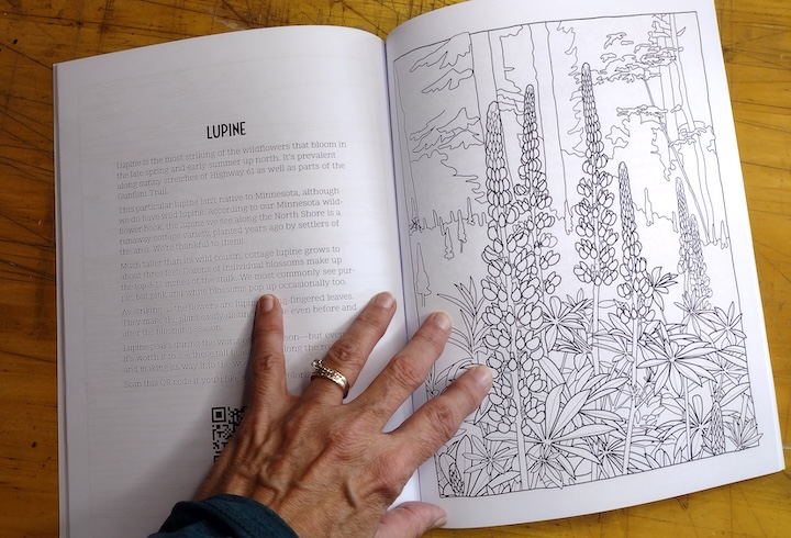 Coloring page sample from Up North Minnesota - lupine