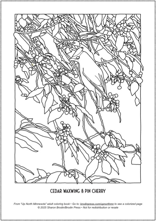 printable of waxwing and pin cherry coloring page