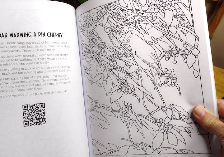 Coloring page sample from Up North Minnesota - cedar waxwing and pin cherry