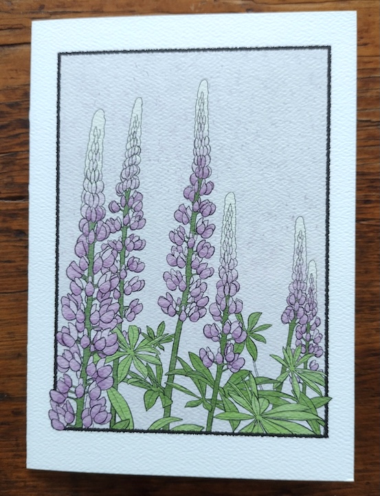 cottage lupine