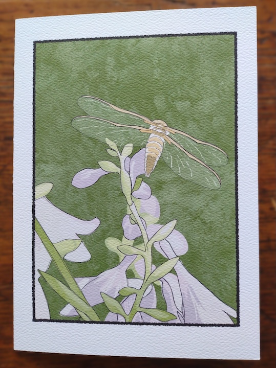 dragonfly card