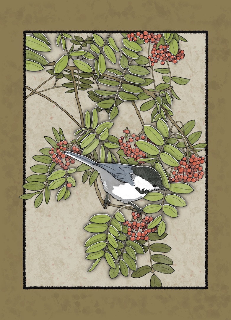 chickadee on mountain ash branches, greeting card front