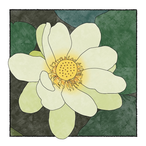 digital painting of American lotus bloom