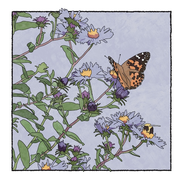 digital painting of aster and painted lady butterfly