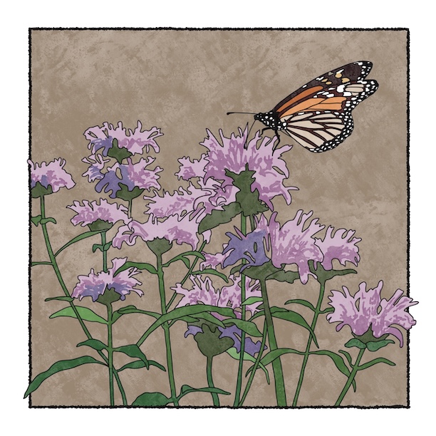 digital painting of bee balm and monarch butterfly