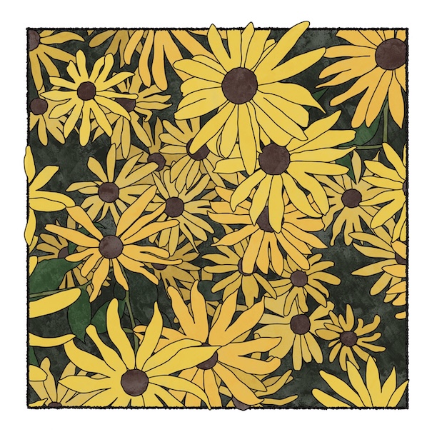 digital painting of black-eyed susan blossoms