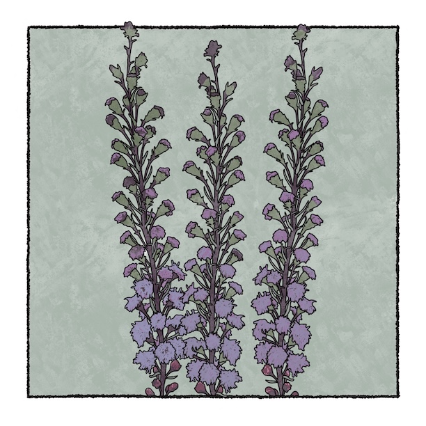 digital painting of blazing star