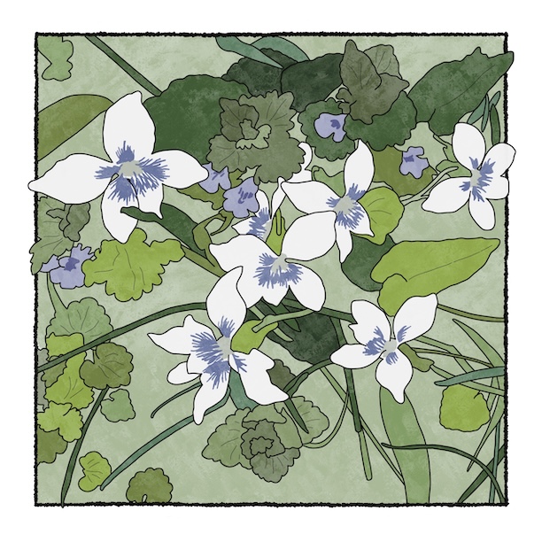 digital painting of bi-colored blue violets