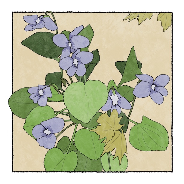 digital painting of blue violets