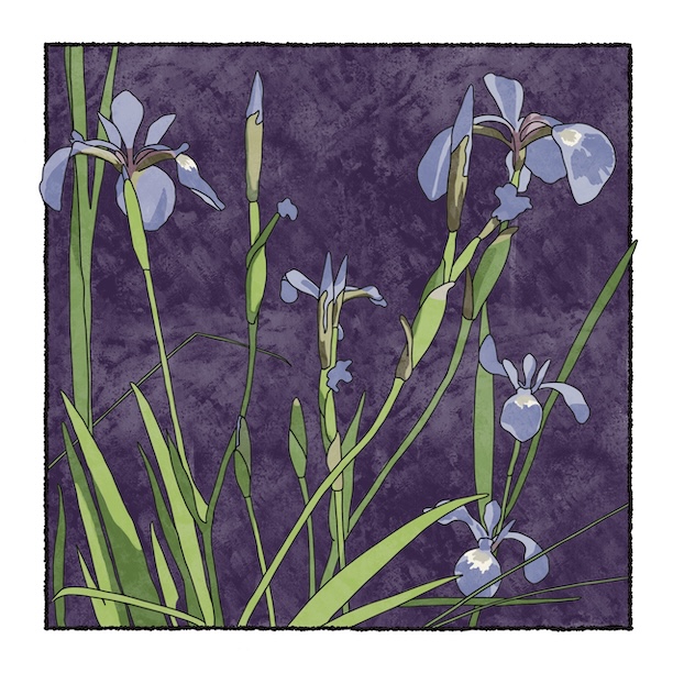 digital painting of blue flag iris