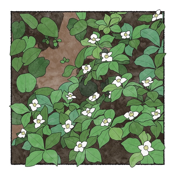 digital painting of bunchberry flowers