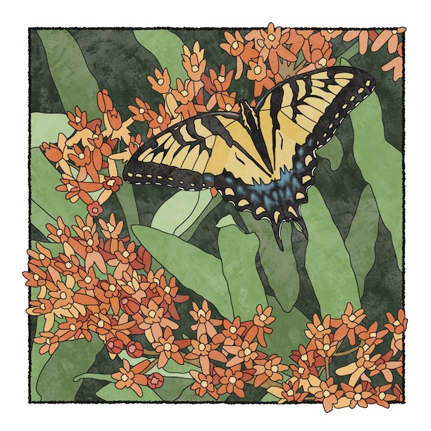 digital painting of butterfly weed and eastern swallowtail