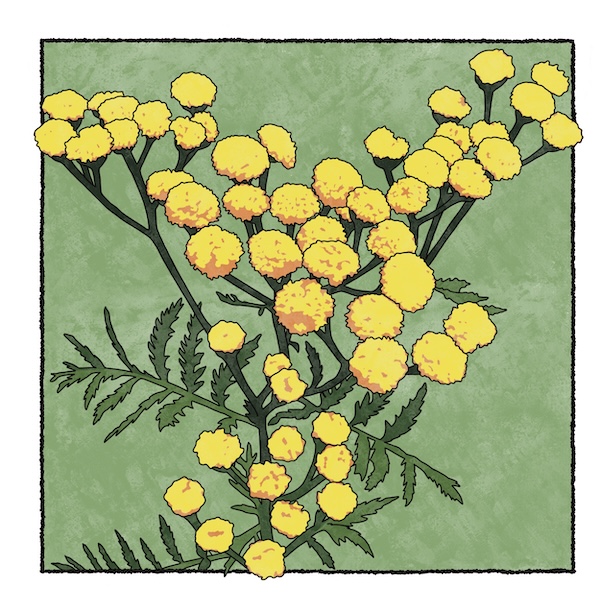 digital painting of common tansy