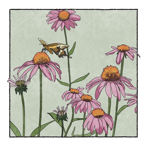 digital painting of coneflowers and butterfly