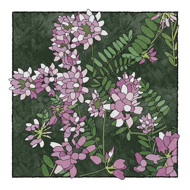 digital painting of crown vetch