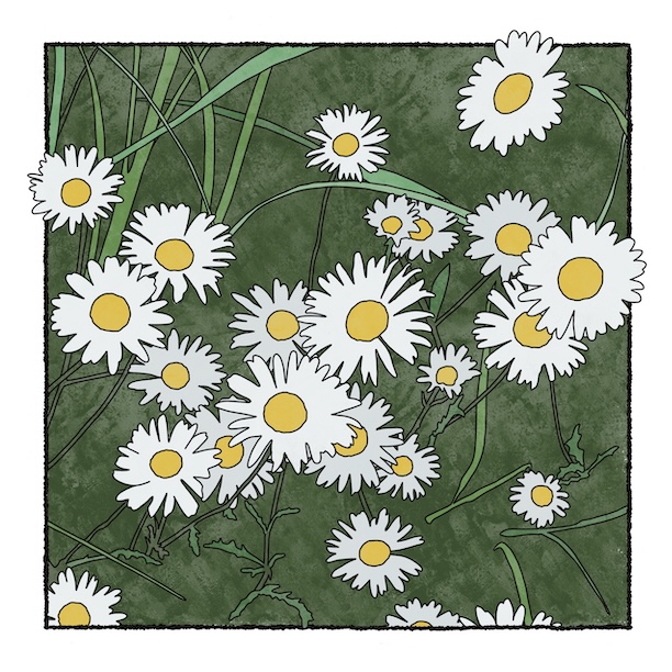 digital painting of ox-eye daisies