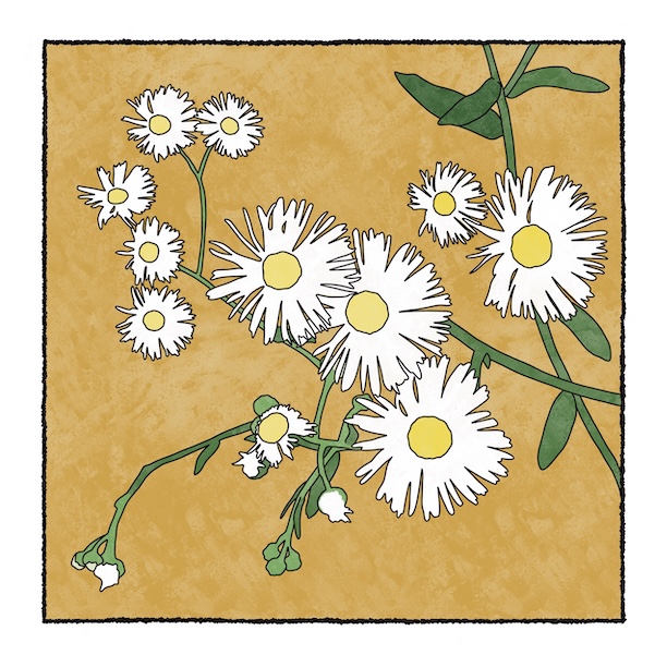 digital painting of daisy fleabane