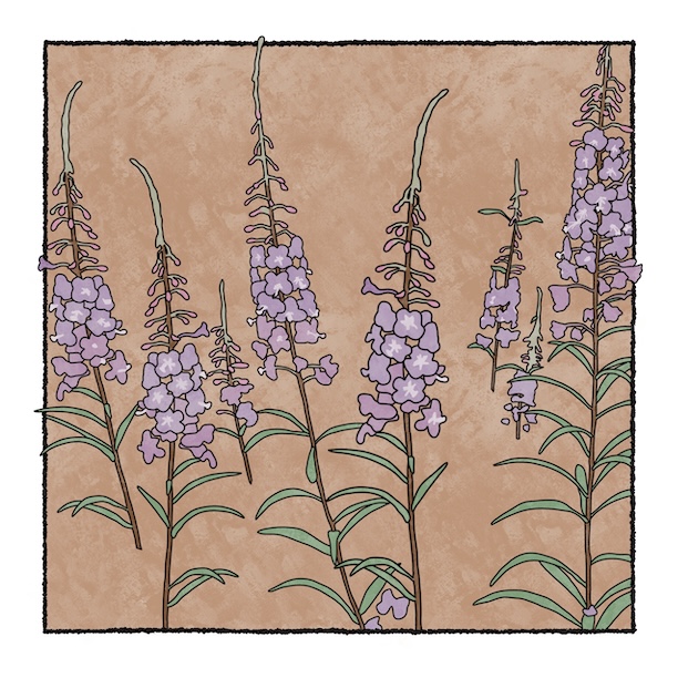 digital painting of fireweed