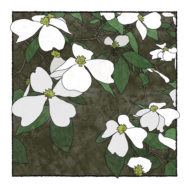 digital painting of flowering dogwood in bloom