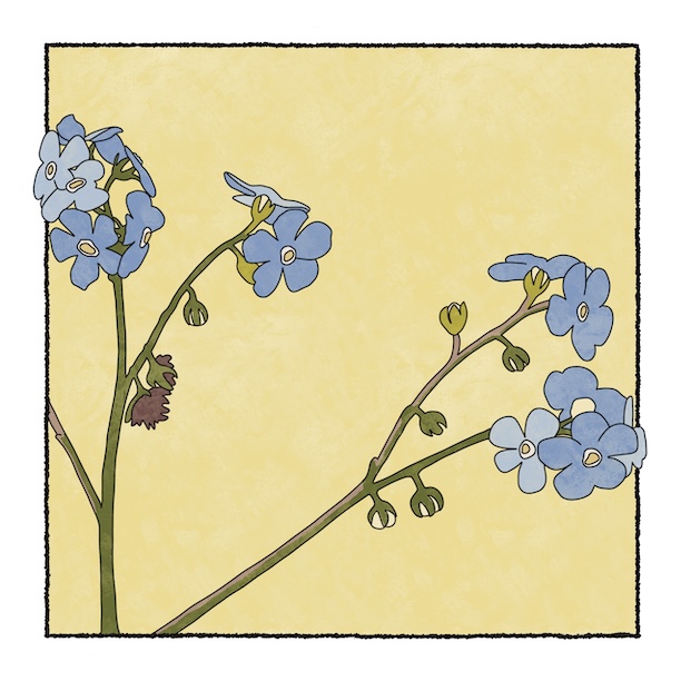 digital painting of forget-me-nots