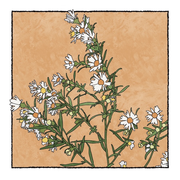 digital painting of frost aster