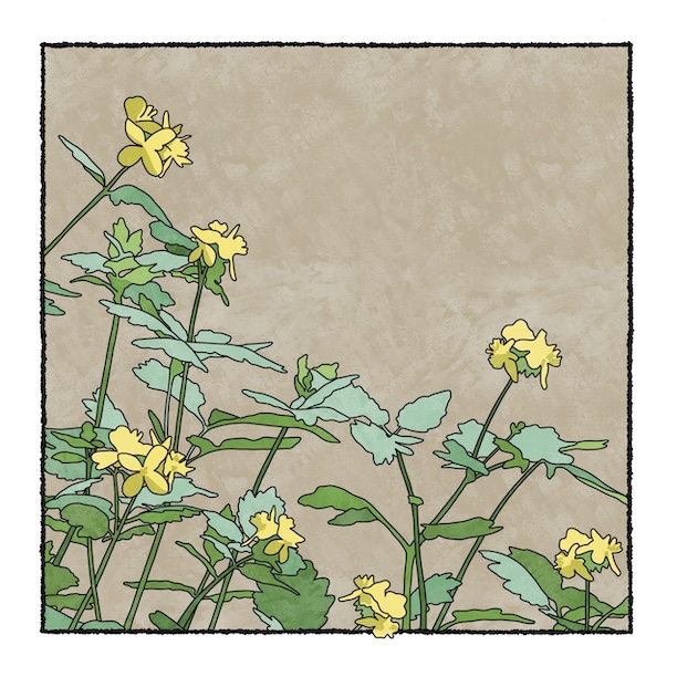 digital painting of greater celindines in bloom