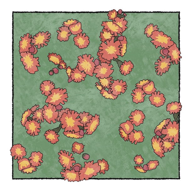 digital painting of orange hawkweed