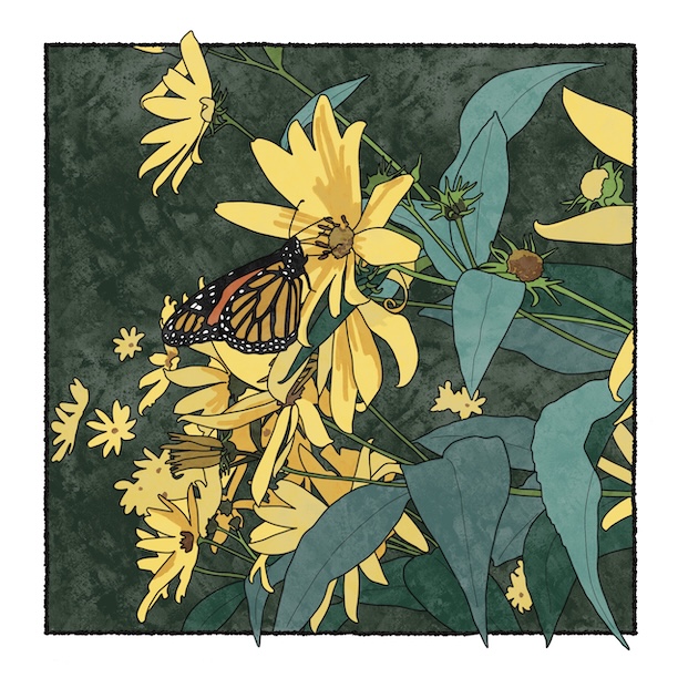 digital painting of Jerusalem artichoke with monarch butterfly