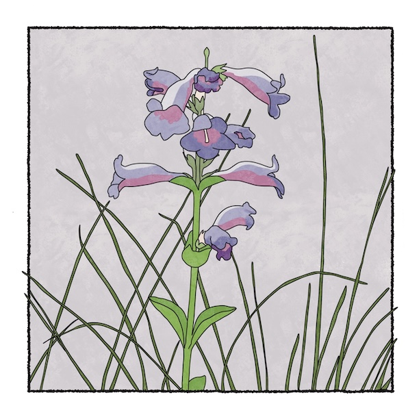 digital painting of large beardtongue