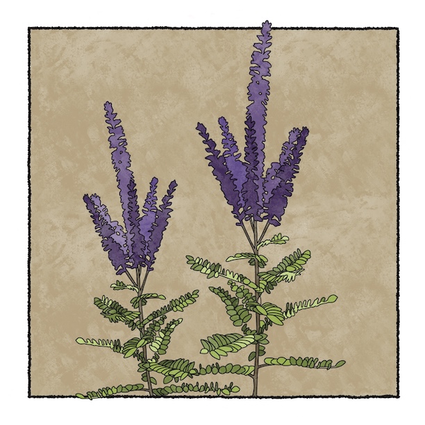 digital painting of leadplant in bloom