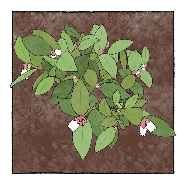 digital painting of lowbush blueberry in bloom