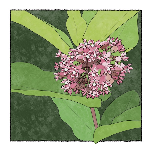 digital painting of common milkweed in bloom