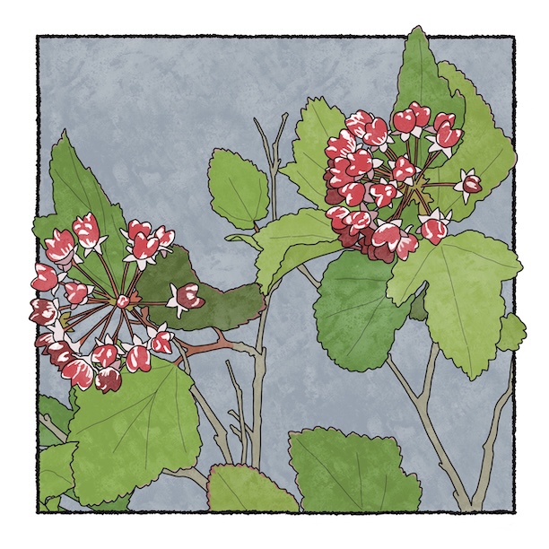 digital painting of ninebark in bloom