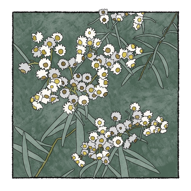 digital painting of pearly everlasting
