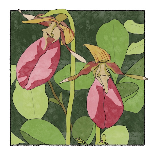 digital painting of pink lady slippers