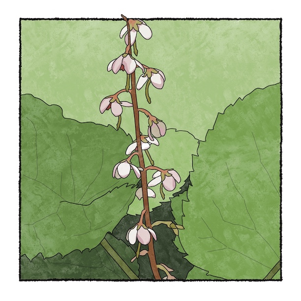 digital painting of pink wintergreen