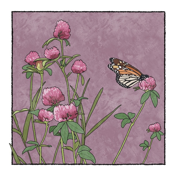 digital painting of red clover and monarch butterfly